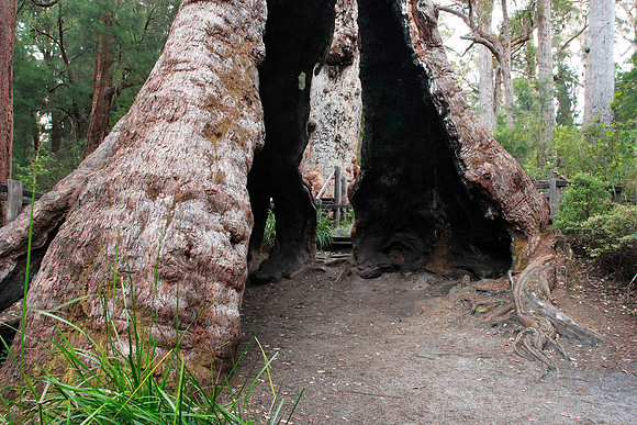 giant tingle tree in the valley of giants