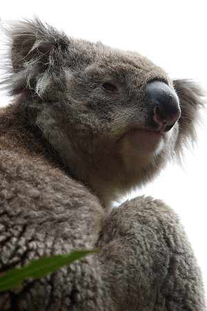 koala at the maura park