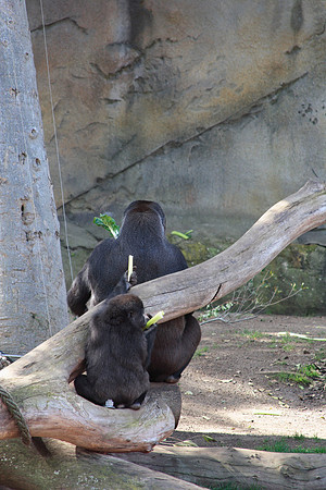 gorillas at lunchtime