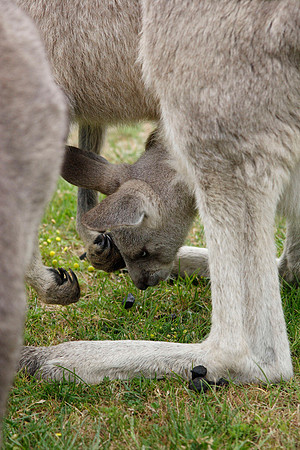 little joey hanging out of mama's pouch