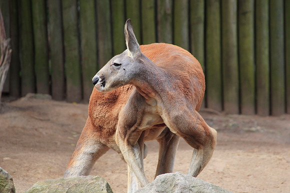 kangaroo flexing his muscles