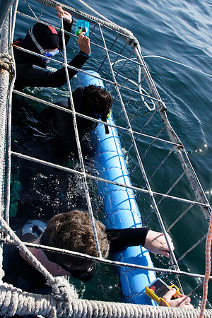 the cage in which rick was lowered into the water to view the sharks