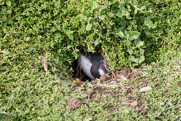 penguins hiding in their burrow