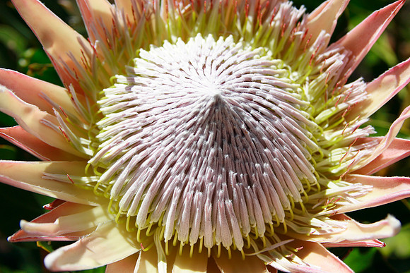 flower at the botanical gardens on the way to the Blue Mountains