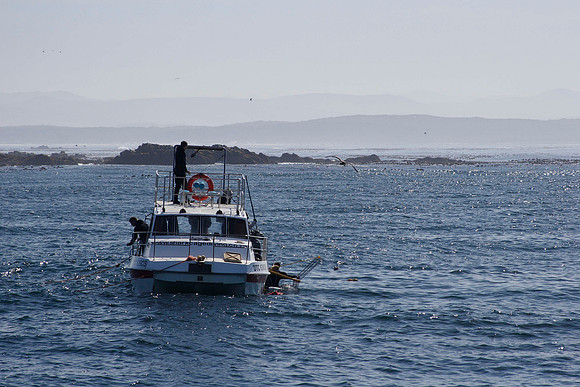 typical shark diving boat (with cage on the side)