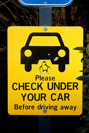 warning sign at penguin parade - penguins can travel up to 2km away from the beach, so they can end up in the parking lot or on the road