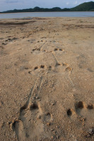 tracking hippos