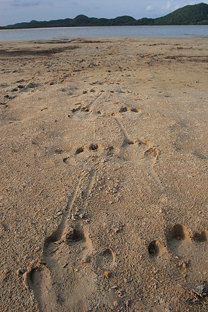 tracking hippos