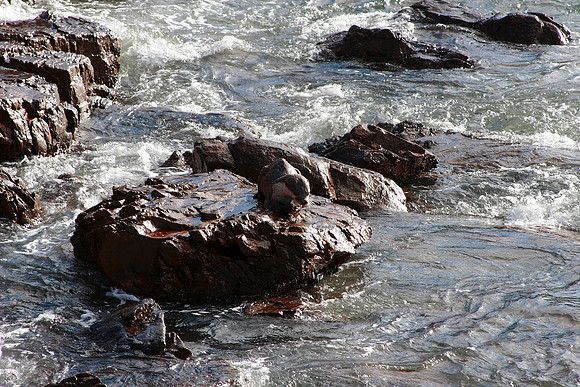 if you look close you can see a african otter