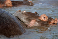 baby hippo