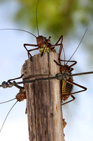 large african crickets (about the size of a thumb) at our lunch stop on the side of the highway