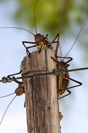 large african crickets (about the size of a thumb) at our lunch stop on the side of the highway