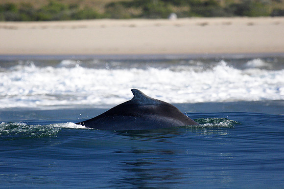 humpback dolphin