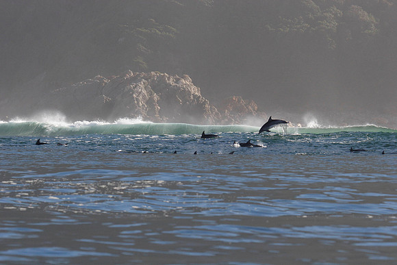 playful bottlenose dolphins
