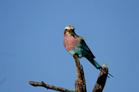 lilac breasted roller