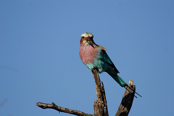 lilac breasted roller
