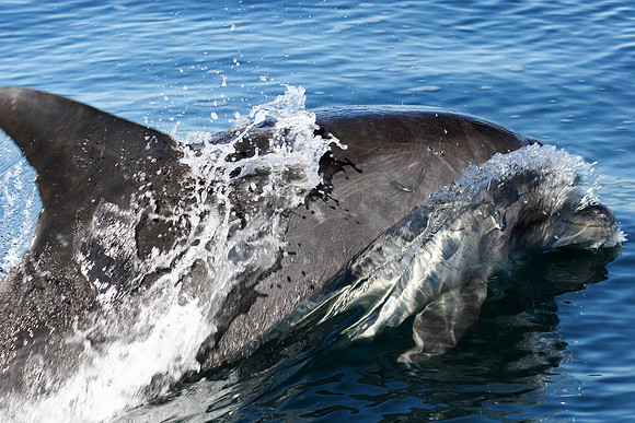 curious bottlenose dolphin