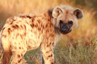 spotted hyena cub