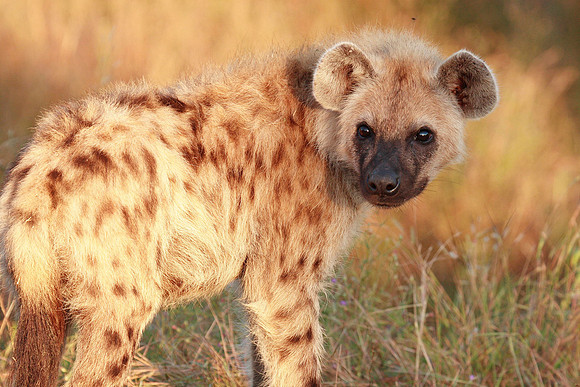 spotted hyena cub