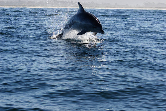 launching of a bottlenose dolphin