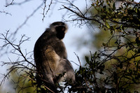 vervet monkey
