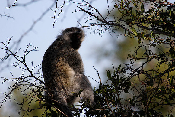 vervet monkey