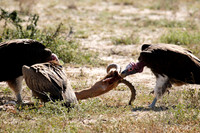 vultures pulling apart an impala carcass