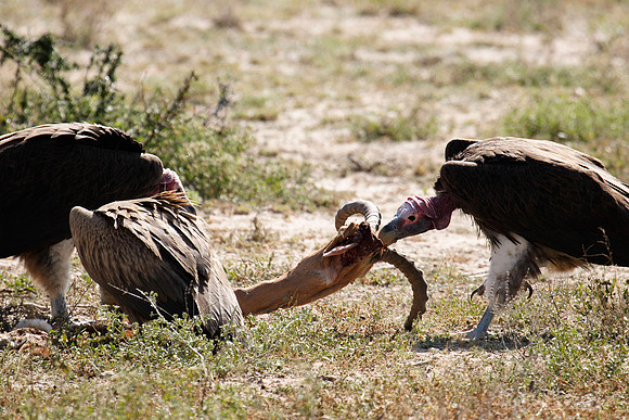vultures pulling apart an impala carcass
