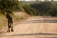 following the cheetah