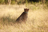 cheetah taking a rest