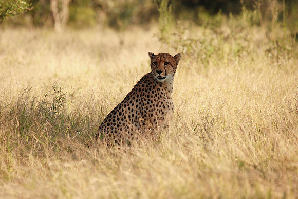 cheetah taking a rest