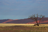 namib desert
