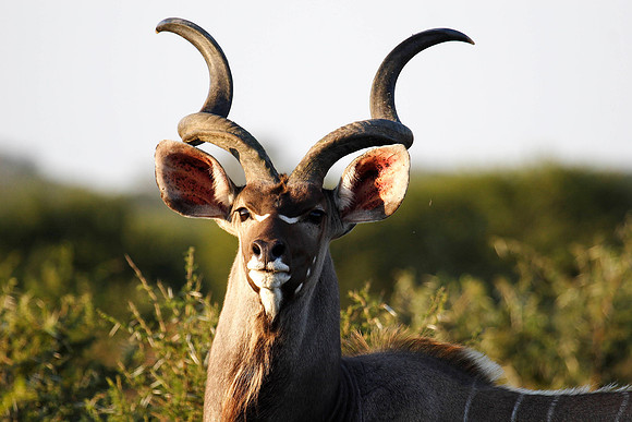 male kudu