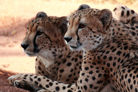 cheetahs in the devildt cheetah breeding center