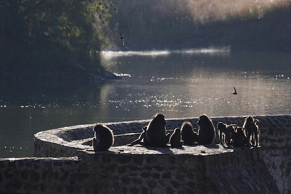 babbons lazying on a dam wall in pilansberb national park