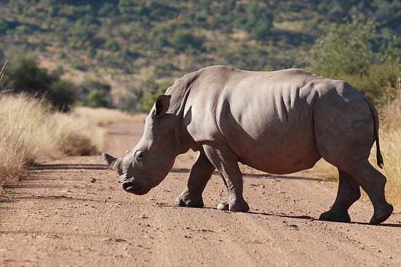 even though white rhinos are relatively docile, one has to be cautious when thy come this close