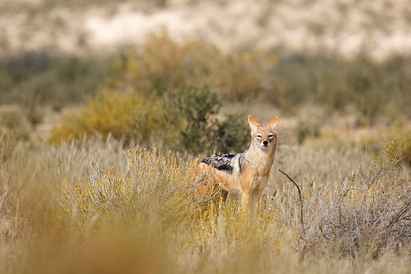 a curious jackal