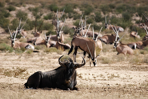 wildebeest taking a rest if front of grazing gemsbok (oryx)