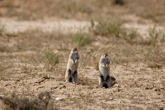 curious ground squirrels