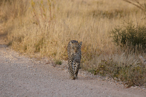 a rare leopard siting heading right for us
