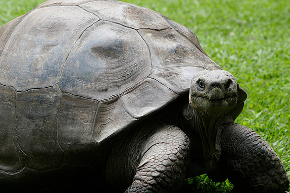Harriet, a 175 year old tortoise found by Charles Darwin (she had her birthday on nov. 15th)