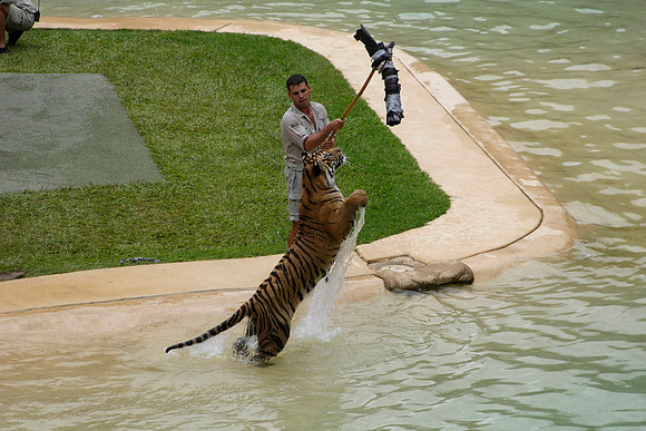 a playful tiger and his trainer