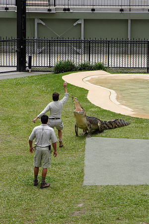 crocodile feeding time (a tasty rat!)