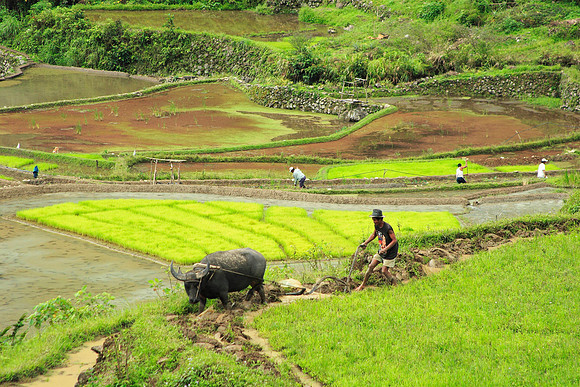 ploughing the rice fields with the water buffalo