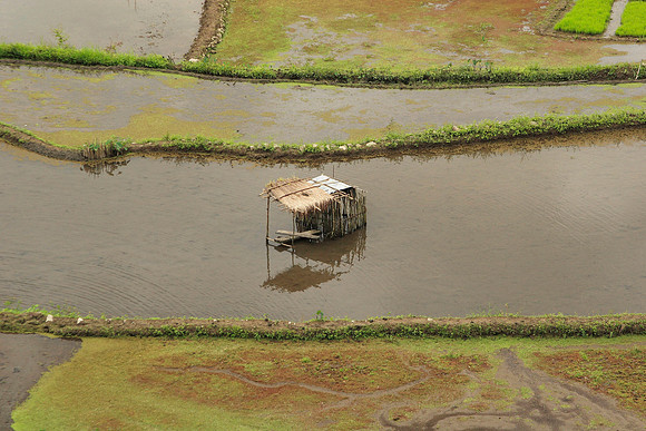 some sort of shack in the middle of the rice field