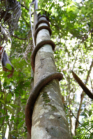 vine wrapping around a tree in the rainforest on fraser island