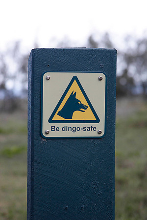 beware of dingoes!!