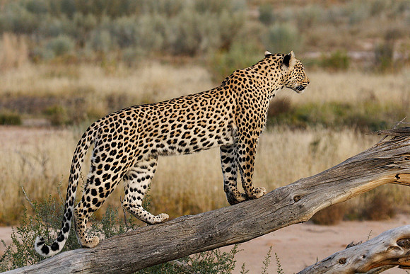 the leopard even stopped to pose on a dead tree