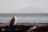 Snowy Owls
