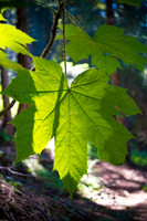 DSCF2894